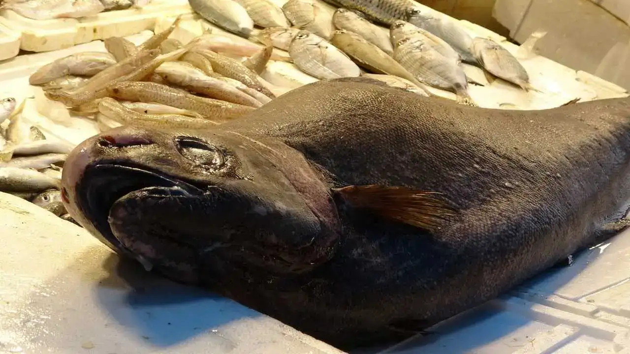 Atlas Okyanusu’ndan Mersin’e Dev Misafir! 2